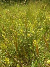 1000 YELLOW RATTLE SEEDS  RHINANTHUS MINOR.   FRESH  2025 SEEDS