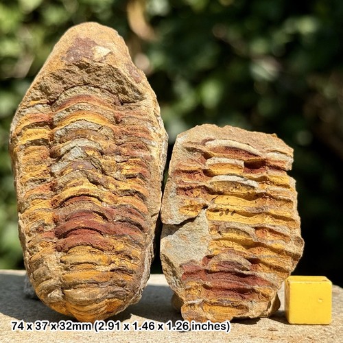 Diacalymene trilobite fossil - diacalymene,