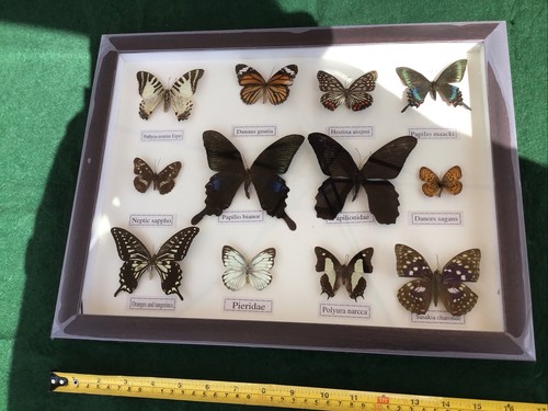 Set mounted butterflies in - mounted,