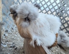 12+++ Quality Fun Pen Silkie /