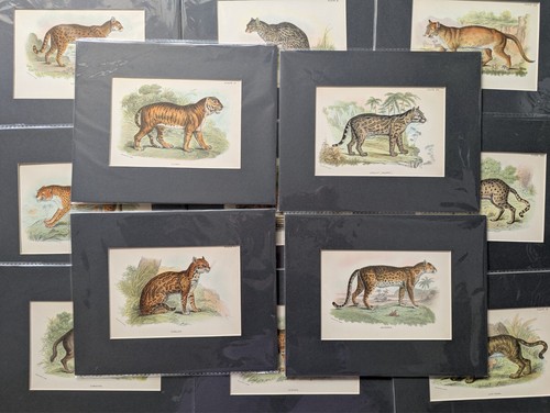 Antique 19th wild - antique, cats