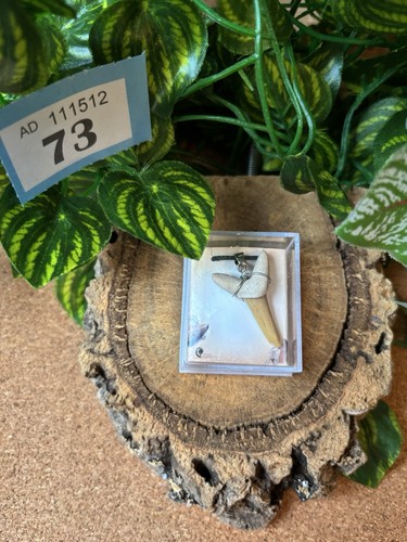 Fossil shark tooth pendant - tooth,