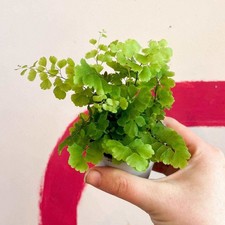 Adiantum raddianum 'Fritz Lüthi' - Delta Maidenhair Fern