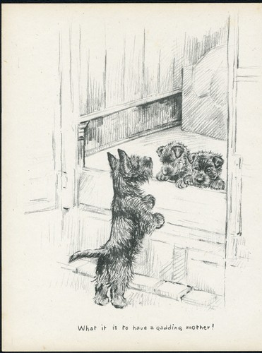 Scottish terrier mum and pups - scottish,