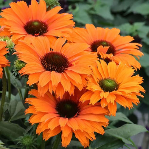 Echinacea sunseekers mineola - sunseekers,