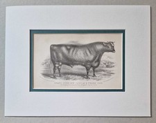 A.M. GAUCI Grand Duke, 1867