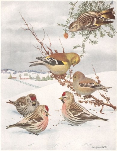 Original 1914 color bird - color,