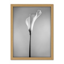 Flower Black And White Calla Lily Large Framed Art Print Wall Poster