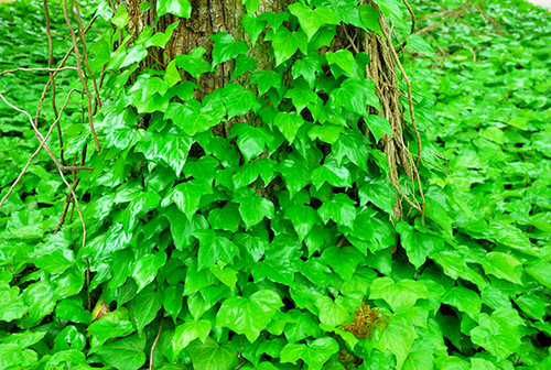 Hardy canary madeira ivy - 10,