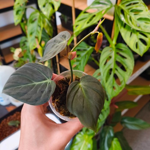 Philodendron micans velvet - philodendron, 'velvet'
