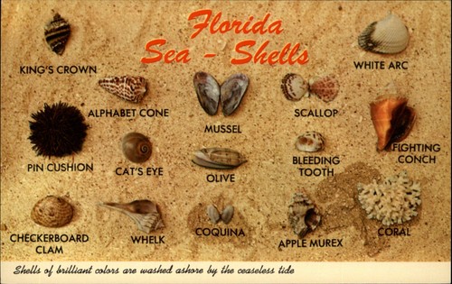 Sea shells marine - fl,