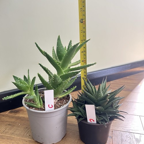 Mature succulent bundle - mature,