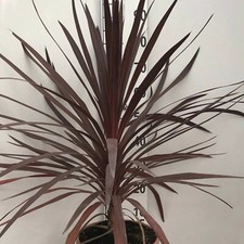 Cordyline Red Star Cabbage