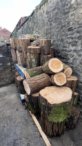 Tree stumps rustic stools - tree,