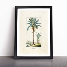 Illustration of a Date Palm