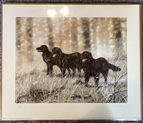 Flat coated retriever signed - flat,