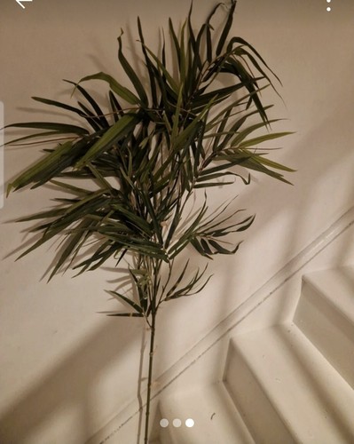 Giant green bamboo - giant,