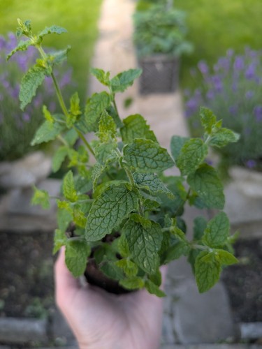 Strawberry mint aromatic - strawberry,