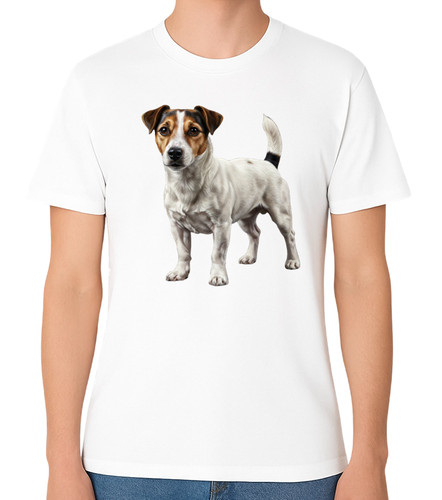 Jack russell terrier - jack, standing