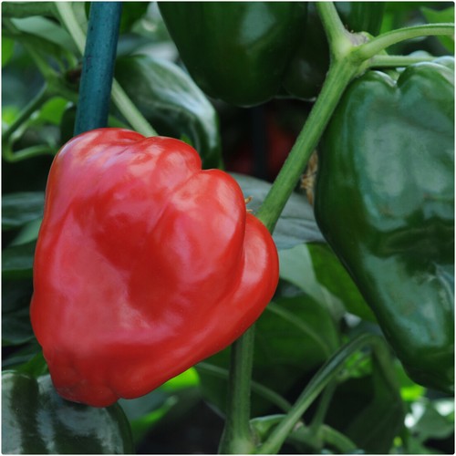 Sweet red bell - pepper, x