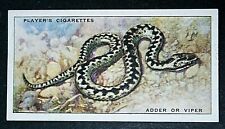 VIPER  aka ADDER  Venomous Snake   Vintage 1930's Card   EE17M