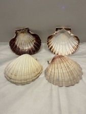 Set Of 4 Large Scallop Shells - brown Tones