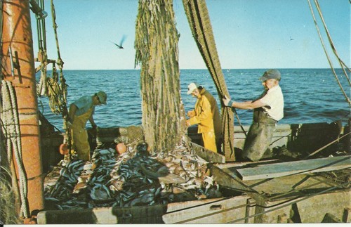 Commercial fishing boat - commercial,