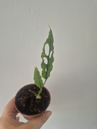 Monstera obliqua peru - monstera,