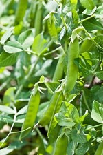 Pea carouby maussane seeds - carouby,