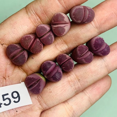 50pcs 2cm lithops - 10/20/50pcs,