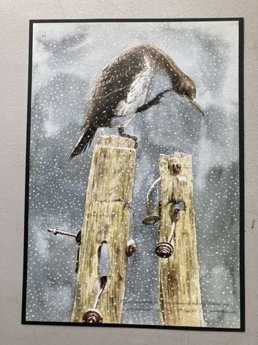 British bird print - bird,