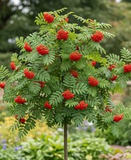 Large - 3.5 Litre Pot Rowan