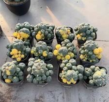 Caci Random Boutique Self