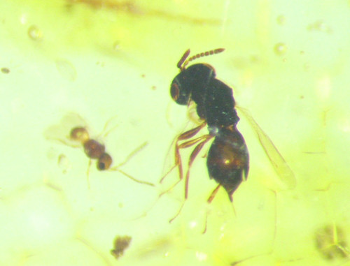 Pliocene amber kenya - pliocene, africa