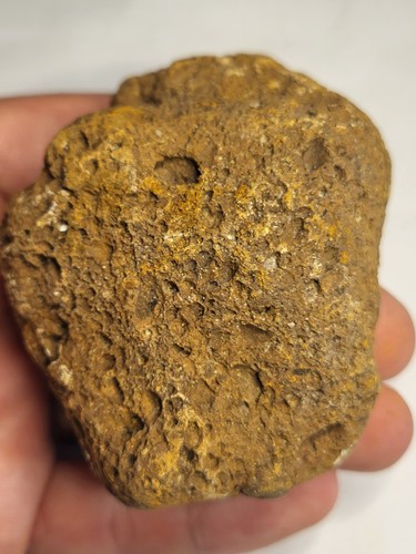 Genuine dinosaur bone fossil - dinosaur,