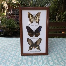 Framed Real Butterfly Display