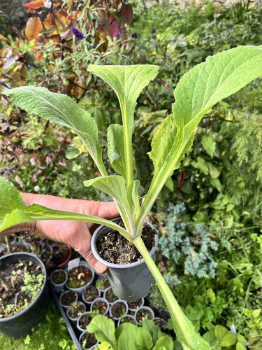 Foxglove digitalis - foxglove,