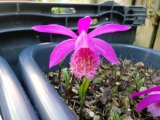 5xPleione 'Tongariro' halfhardy Garden Orchid Medium Flowering Size Bulbs Bundle