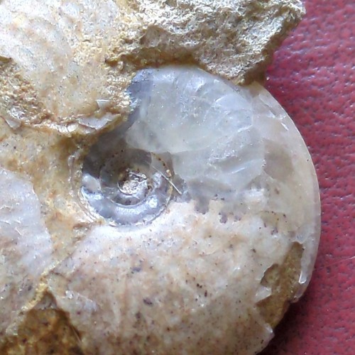 Fossil ammonite jurassic - ammonite,, uk