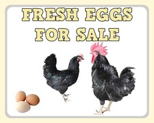 FRESH EGGS FOR SALE HEN