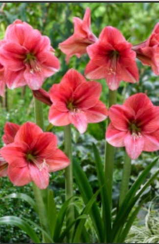 Hippeastrum amaryllis pink - hippeastrum, 'pink