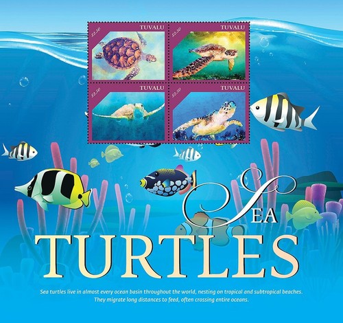 Sea turtles marine - sea, life