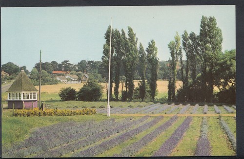Norfolk postcard lavender - norfolk,
