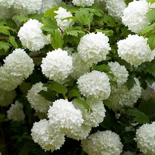 Viburnum opulus roseum - viburnum,