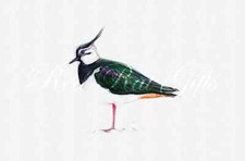 A4 Drawing lapwing Ltd Edition