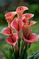 Calla lily Holland Imported