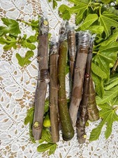 Ronde bordeaux fig cuttings - ronde,