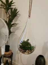  Clear Glass Hanging Terrarium