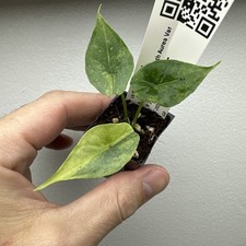 Alocasia Dragon Breath Aurea