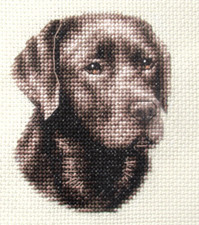 Chocolate labrador retriever - chocolate,